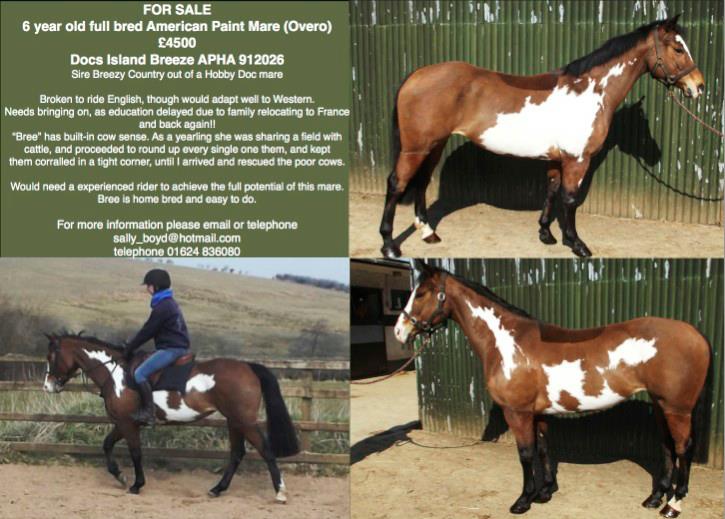 American Paint Horse For Sale UK